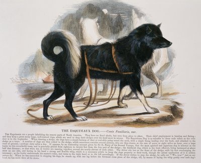 The Esquimaux Dog (Canis familiaris) educational illustration published by the Society for Promoting Christian Knowledge, 1843 by Josiah Wood Whymper